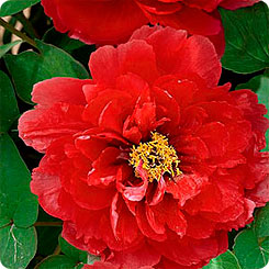 Пион древовидный XIN DAO HUI (СВЕРКАЮЩИЙ ОСТРОВ), 1 шт.