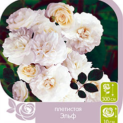 Роза плетистая ЭЛЬФ, 1 шт. Роза плетистая ЭЛЬФ, 1 шт.