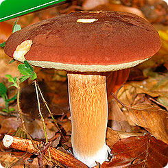 Мицелий зерновой Польский гриб, 30 мл