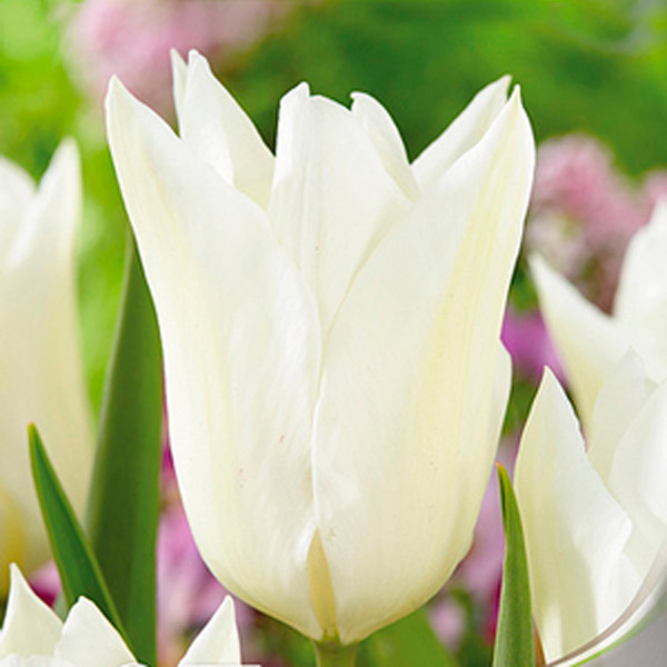 Тюльпан лилиецветный WHITE TRIUMPHATOR, 8 шт.