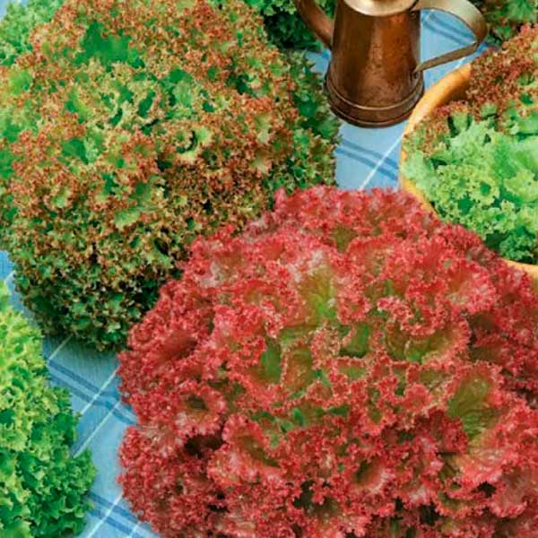 Салат листовой Разноцветное кружево, Смесь, 0,5 г