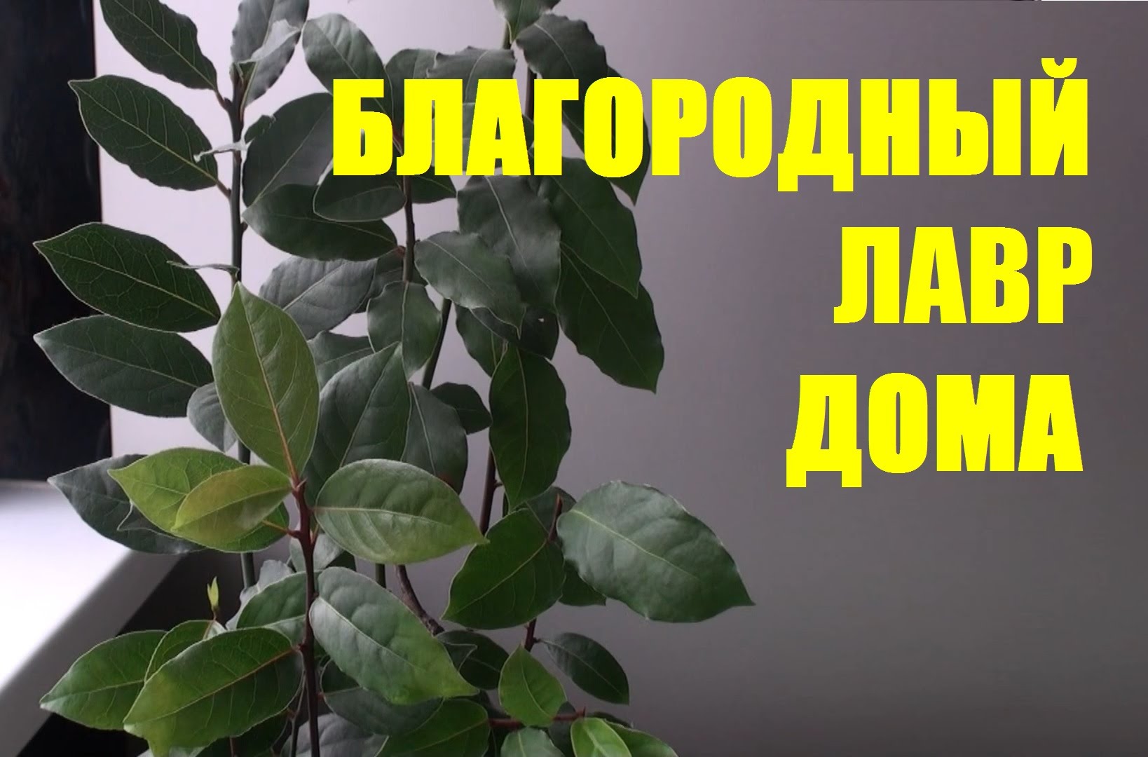 Как вырастить в домашних условиях лавровый лист? Как вырастить в домашних условиях лавровый лист?