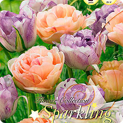 Тюльпан махровый поздний CHARMING BEAUTY/DOUBLE SHIRLEY MIXED, 12 шт. Тюльпан махровый поздний CHARMING BEAUTY/DOUBLE SHIRLEY MIXED, 12 шт.