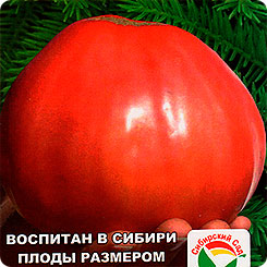 Томат Микадо Сибирико, 20 шт. Томат Микадо Сибирико, 20 шт.
