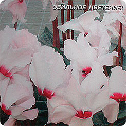 Цикламен персидский Люси, 3 шт. Цикламен персидский Люси, 3 шт.