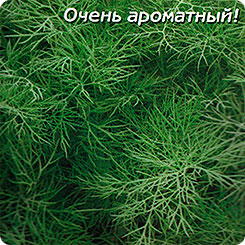 Укроп Симфония, 1,9 г Укроп Симфония, 1,9 г
