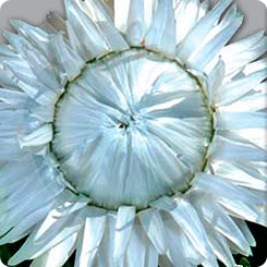 Гелихризум Королевский размер Серебристо-белый, 0,1 г