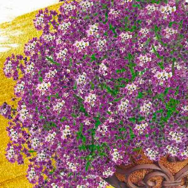 Алиссум ампельный Кристалл Фиолетовая Волна F1, 0,01 г PanAmerican Seeds Ампельные Шедевры