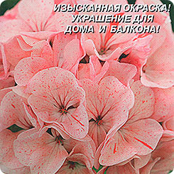 Пеларгония зональная Клубничное мерцание F1, 3 шт. Пеларгония зональная Клубничное мерцание F1, 3 шт.