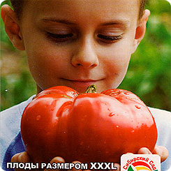 Томат Бугай Красный, 20 шт. Томат Бугай Красный, 20 шт.