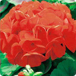 Пеларгония Грин Мирка F1, 3 шт. Пеларгония Грин Мирка F1, 3 шт.