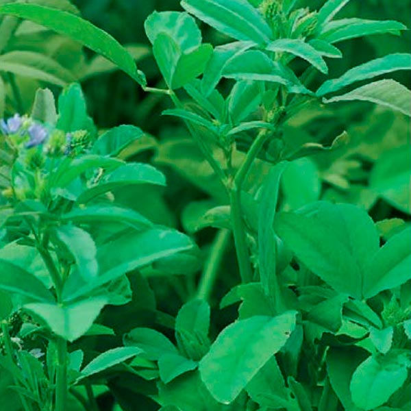 Пажитник (грибная трава) голубой Изумительный аромат