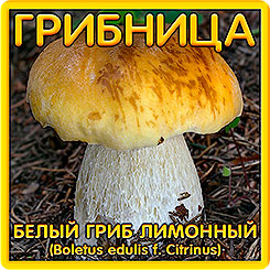 Грибница субстрат микоризный Белый гриб Лимонный, 1 л Грибница субстрат микоризный Белый гриб Лимонный, 1 л