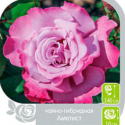 Роза чайно-гибридная АМЕТИСТ, 1 шт. Роза чайно-гибридная АМЕТИСТ, 1 шт.