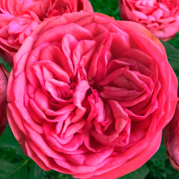 Анданте роза фото и описание