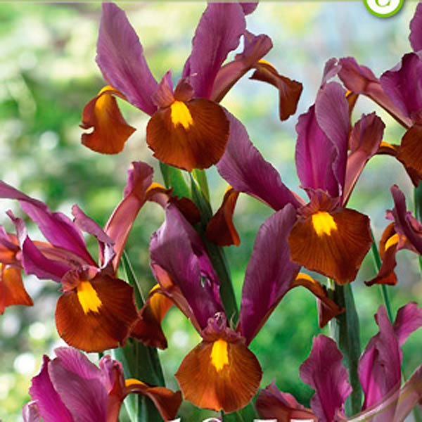 Ирис HOLLANDICA RED EMBER, 10 шт. Ирис HOLLANDICA RED EMBER, 10 шт.