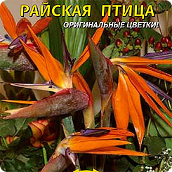 Стрелиция королевская Райская птица, 2 шт. Стрелиция королевская Райская птица, 2 шт.