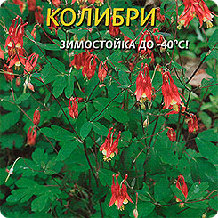 Аквилегия Колибри, 10 шт. Аквилегия Колибри, 10 шт.