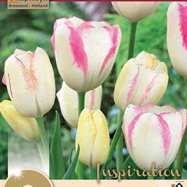 Тюльпан многоцветковый GRACELAND, 8 шт. 