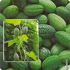 Мелотрия Шероховатая, 10 шт. Голландская линия Мелотрия Шероховатая, 10 шт. Голландская линия