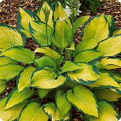 Хоста PAULS GLORY, 1 шт. 