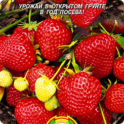Клубника Треска, 10 шт. Клубника Треска, 10 шт.