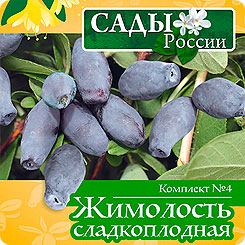 Комплект 4 Жимолость сладкоплодная (Дарьюшка, Губернаторская, Ямальская), 10+10+10 шт. Комплект 4 Жимолость сладкоплодная (Дарьюшка, Губернаторская, Ямальская), 10+10+10 шт.