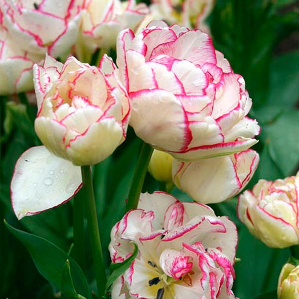 Тюльпан многоцветковый BELICIA, 8 шт.