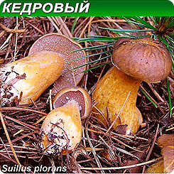 Грибница субстрат микоризный Масленок Кедровый, 1 л Грибница субстрат микоризный Масленок Кедровый, 1 л