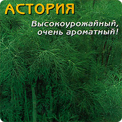 Укроп Астория, 2 г Укроп Астория, 2 г