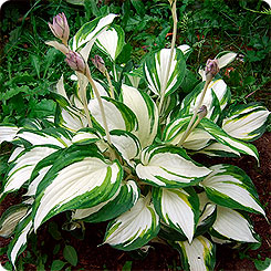 Хоста ENTERPRISE, 1 шт. 