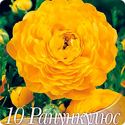 Ранункулюс YELLOW, 10 шт. Ранункулюс YELLOW, 10 шт.