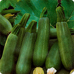 Кабачок Мини-цуккини, 11 шт. Кабачок Мини-цуккини, 11 шт.