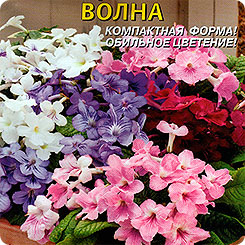Стрептокарпус гибридный Волна, Смесь, 5 драже Стрептокарпус гибридный Волна, Смесь, 5 драже