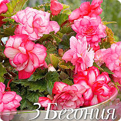 Бегония BALCONY PINK, 3 шт. Бегония BALCONY PINK, 3 шт.