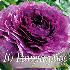 Ранункулюс PURPLE, 10 шт. Ранункулюс PURPLE, 10 шт.