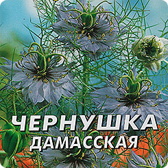 Чернушка Дамасская, 0,15 г Аптека на грядке Чернушка Дамасская, 0,15 г Аптека на грядке