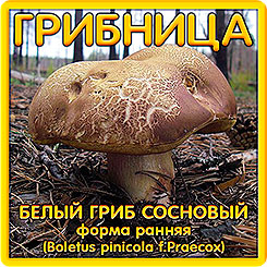 Грибница субстрат микоризный Белый гриб Сосновый форма Ранняя, 1 л Грибница субстрат микоризный Белый гриб Сосновый форма Ранняя, 1 л