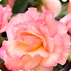 Бегония PICOTEE PASTEL SALMON, 2 шт. Бегония PICOTEE PASTEL SALMON, 2 шт.