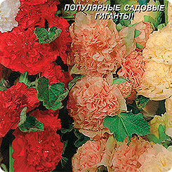 Шток-роза Чатерз Махровая, Смесь, 12 шт. Шток-роза Чатерз Махровая, Смесь, 12 шт.