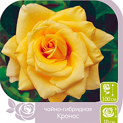 Роза чайно-гибридная КРОНОС, 1 шт. Роза чайно-гибридная КРОНОС, 1 шт.