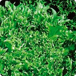Салат листовой Фриллис, 20 шт. Seminis Салат листовой Фриллис, 20 шт. Seminis