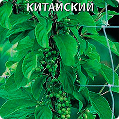 Лимонник Китайский, 0,1 г Лимонник Китайский, 0,1 г
