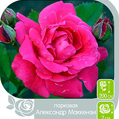Роза парковая АЛЕКСАНДР МАККЕНЗИ, 1 шт. Роза парковая АЛЕКСАНДР МАККЕНЗИ, 1 шт.