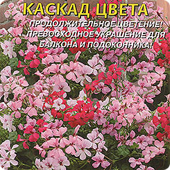 Герань плющелистная Каскад цвета, Смесь, 3 шт. Герань плющелистная Каскад цвета, Смесь, 3 шт.