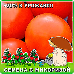 Томат Прекрасный F1, 10 шт. Томат Прекрасный F1, 10 шт.