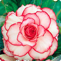 Бегония PICOTEE WHITE/RED, 2 шт. Бегония PICOTEE WHITE/RED, 2 шт.