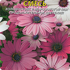 Остеоспермум Баллада, Смесь, 4 шт. Остеоспермум Баллада, Смесь, 4 шт.