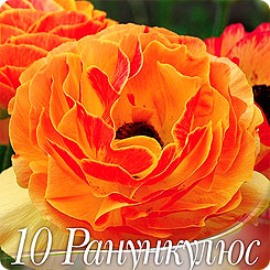 Ранункулюс ORANGE, 10 шт. Ранункулюс ORANGE, 10 шт.