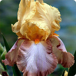 Ирис бородатый PEACH PICOTEE, 1 шт. Ирис бородатый PEACH PICOTEE, 1 шт.